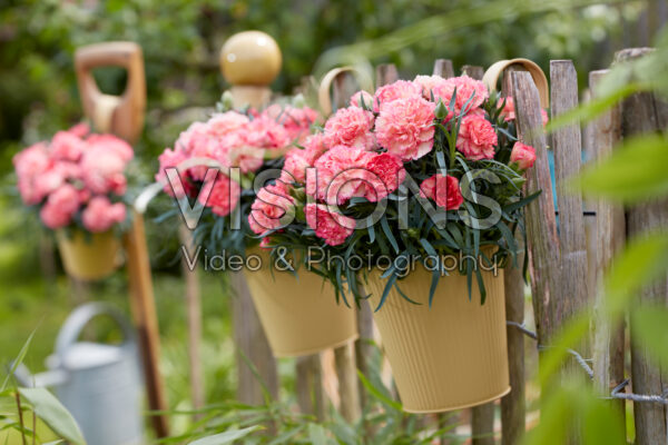 Dianthus Palm Beach Dianthus Palm Beach