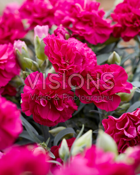 Dianthus dark pink Dianthus dark pink
