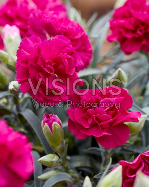 Dianthus donker roze