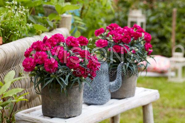 Dianthus donker roze Dianthus donker roze