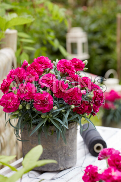 Dianthus dark pink