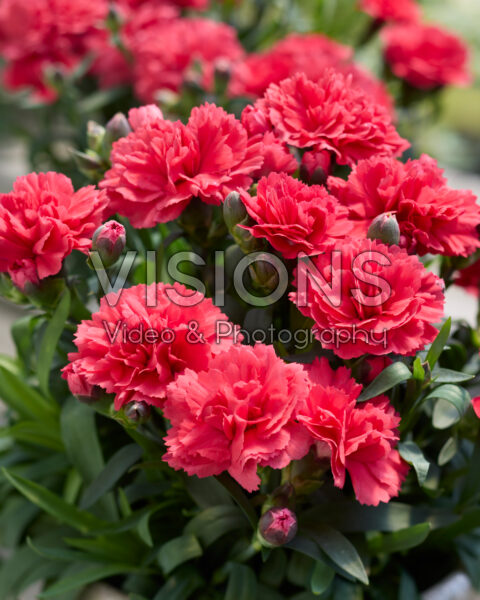 Dianthus Rinjani Dianthus Rinjani