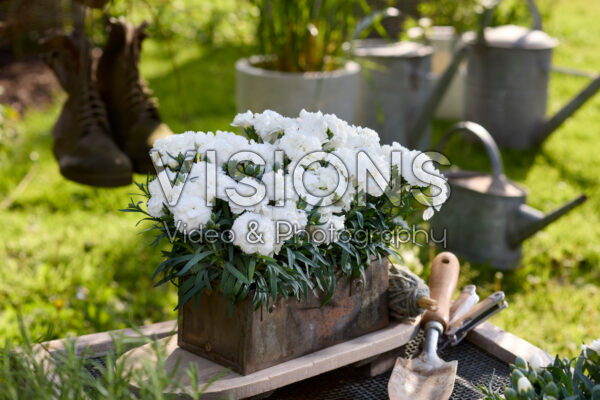 Dianthus Emily Dianthus Emily