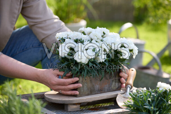 Dianthus Emily Dianthus Emily