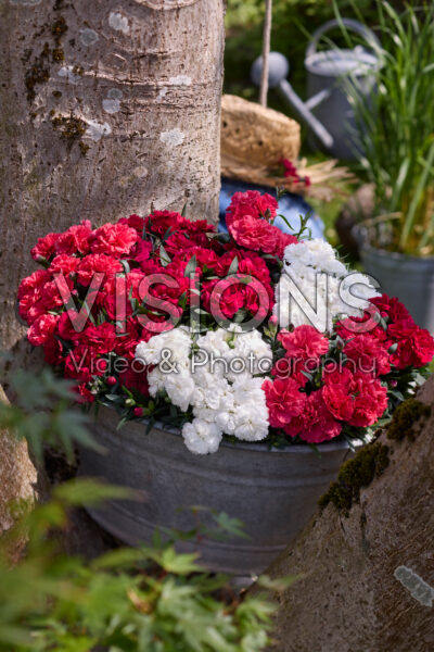 Dianthus mixed Dianthus mixed