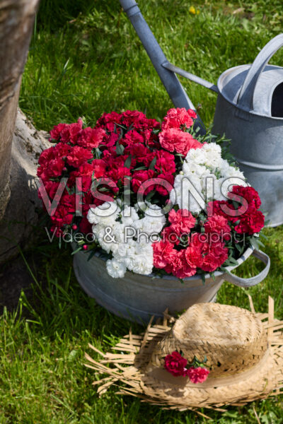 Dianthus gemengd