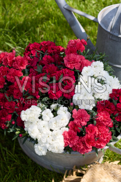 Dianthus gemengd Dianthus gemengd