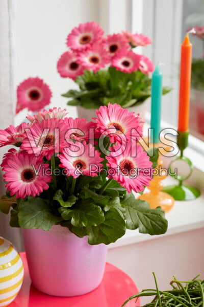 Gerbera Flori Line Mini Eyecatcher Purple Gerbera Flori Line Mini Eyecatcher Purple