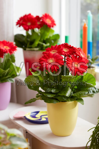 Gerbera Flori Line Midi Red Improved Gerbera Flori Line Midi Red Improved