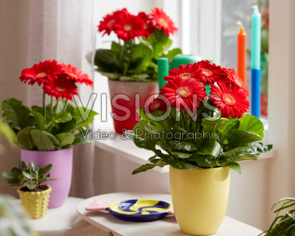 Gerbera Flori Line Midi Red Improved Gerbera Flori Line Midi Red Improved