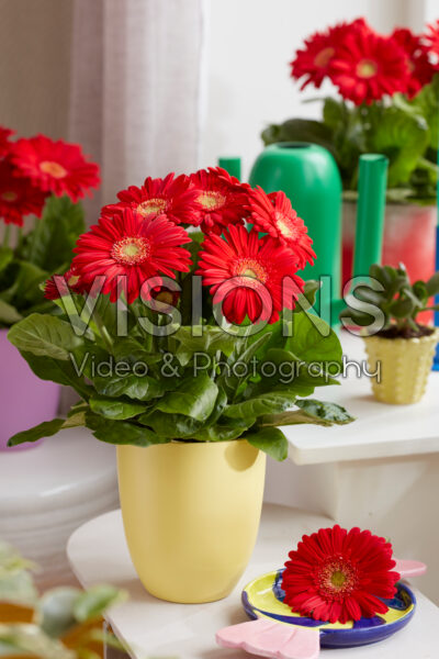 Gerbera Flori Line Midi Red Improved Gerbera Flori Line Midi Red Improved