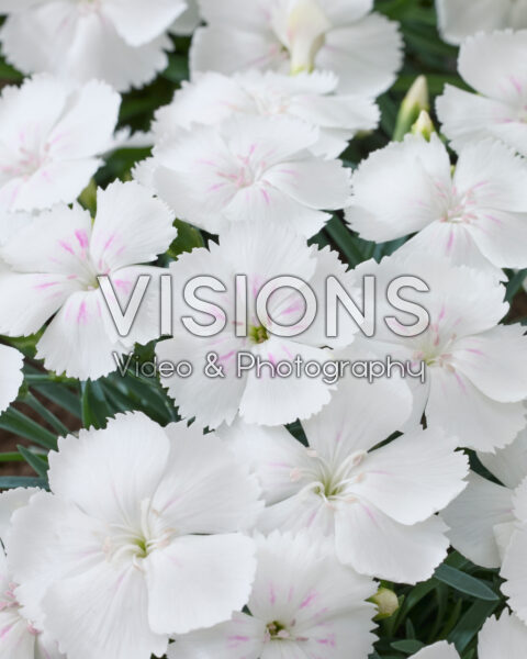 Dianthus Romee Dianthus Romee