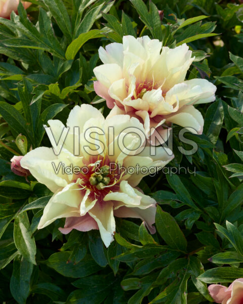 Paeonia Scrumdidlyumptious Paeonia Scrumdidlyumptious