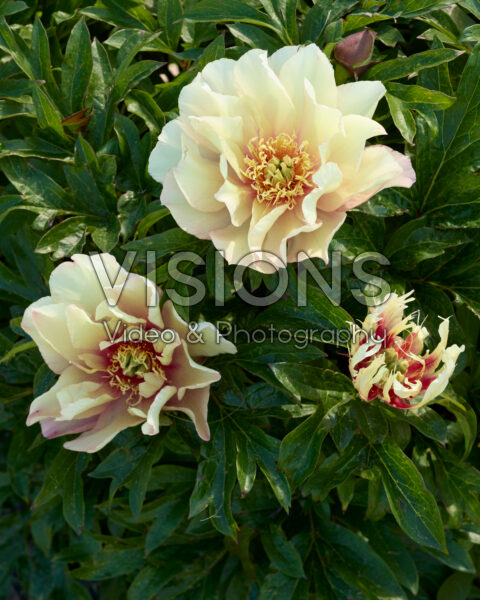 Paeonia Scrumdidlyumptious