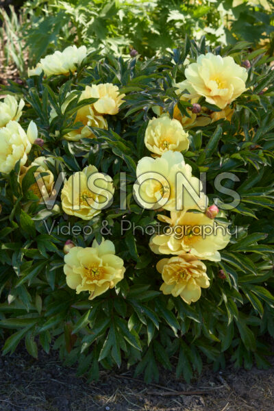 Paeonia Singing in the Rain