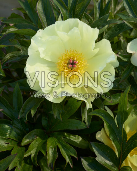 Paeonia Amy Jo Paeonia Amy Jo
