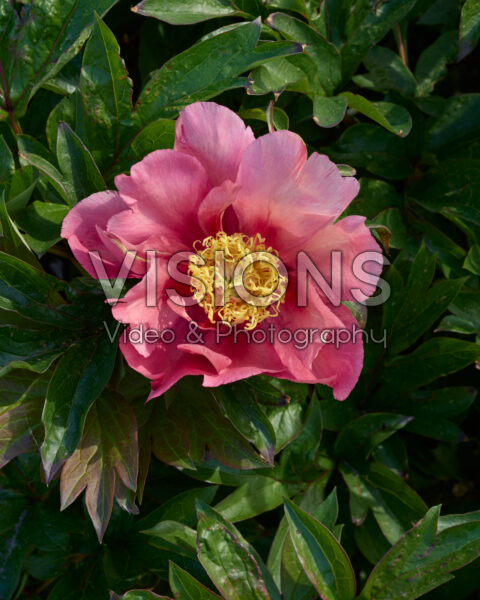 Paeonia Sunsets and Rainbows