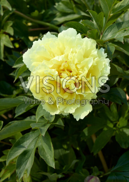 Paeonia Sonoma Halo Paeonia Sonoma Halo