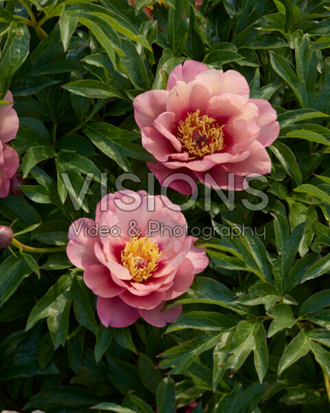 Paeonia Garden Candy™ Evie Jane Paeonia Garden Candy™ Evie Jane