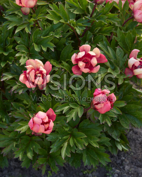 Paeonia Garden Candy™ Strawberry Swirl Paeonia Garden Candy™ Strawberry Swirl