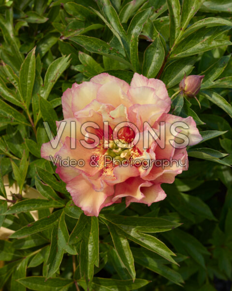 Paeonia Garden Candy™ Truly Scrumptious Paeonia Garden Candy™ Truly Scrumptious