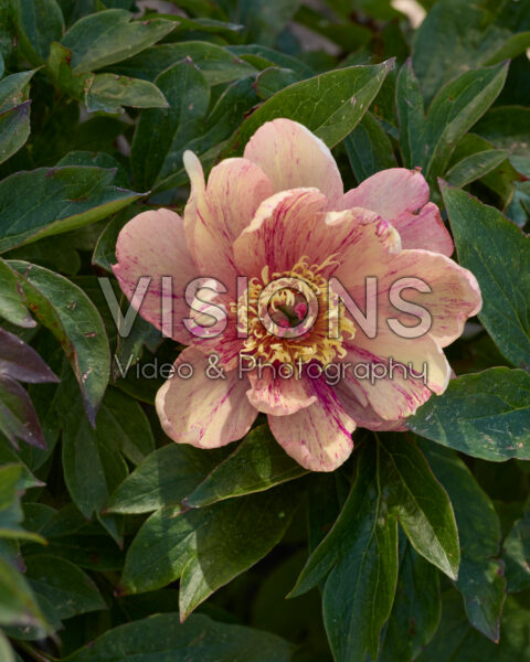 Paeonia Garden Candy™ Blueberry Lemonade Paeonia Garden Candy™ Blueberry Lemonade