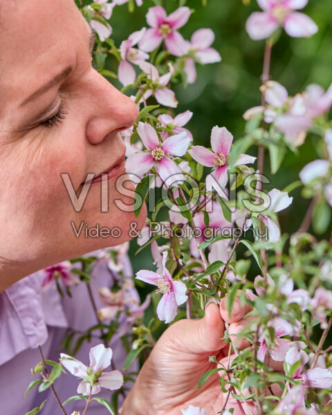 Philadelphus Petite Perfume Pink Philadelphus Petite Perfume Pink
