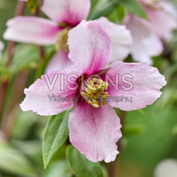 Philadelphus Petite Perfume Pink Philadelphus Petite Perfume Pink