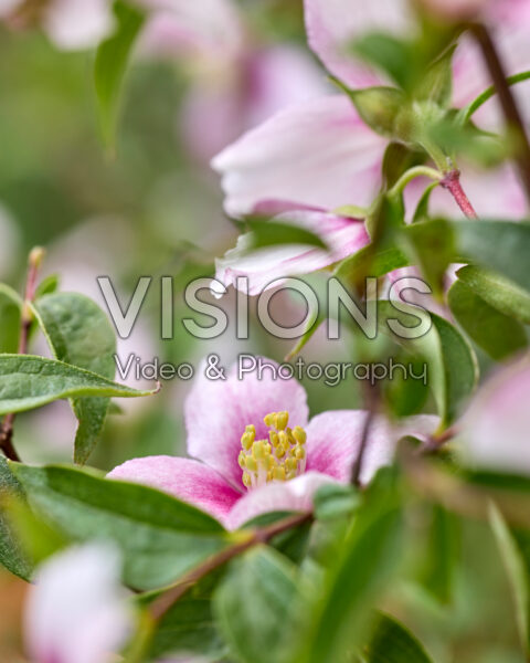 Philadelphus Petite Perfume Pink Philadelphus Petite Perfume Pink