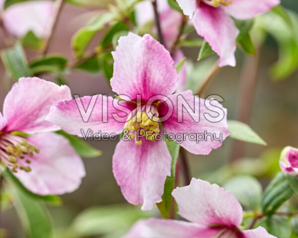Philadelphus Petite Perfume Pink Philadelphus Petite Perfume Pink