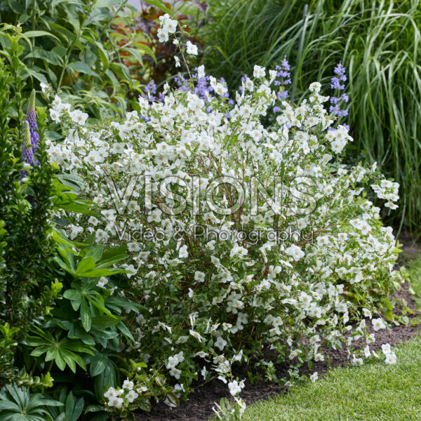 Philadelphus Petite Perfume White