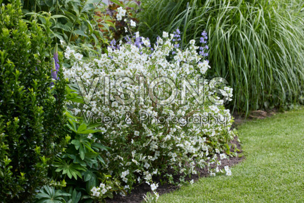 Philadelphus Petite Perfume White Philadelphus Petite Perfume White