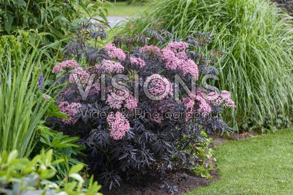 Sambucus nigra Cherry Lace