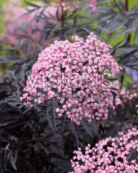Sambucus nigra Cherry Lace Sambucus nigra Cherry Lace