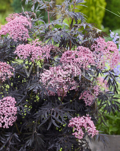 Sambucus nigra Cherry Lace