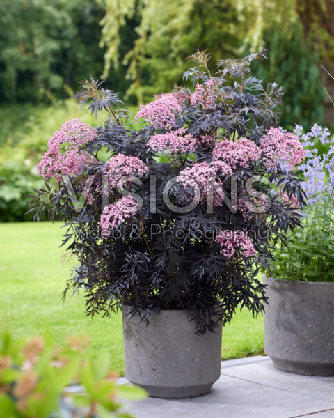 Sambucus nigra Cherry Lace Sambucus nigra Cherry Lace
