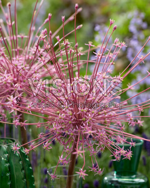 Allium schubertii Allium schubertii