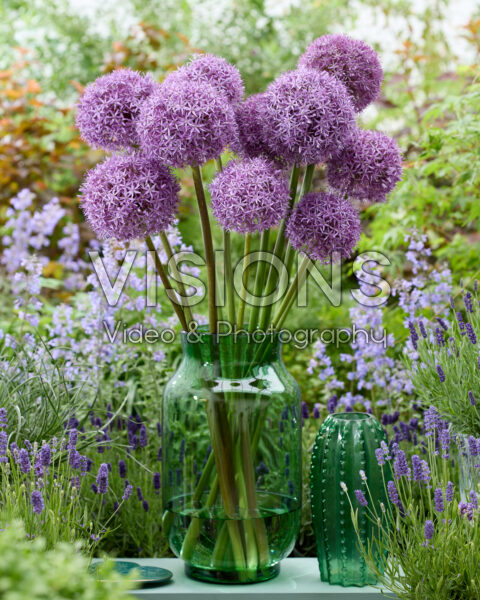 Allium Pinball Wizard Allium Pinball Wizard