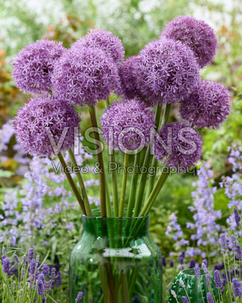 Allium Pinball Wizard Allium Pinball Wizard