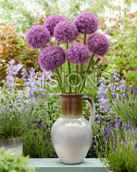 Allium Globemaster Allium Globemaster