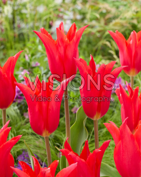 Tulipa Royal Charm