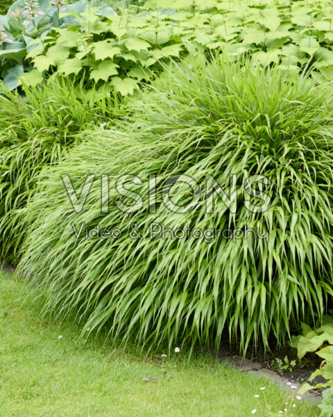Hakonechloa macra