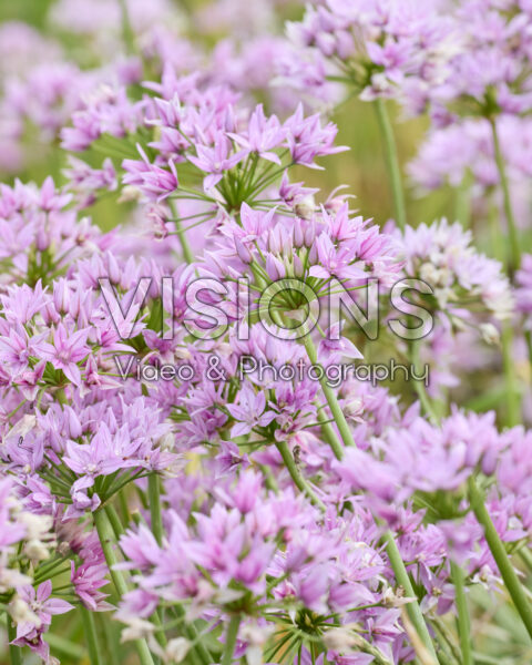 Allium unifolium Allium unifolium