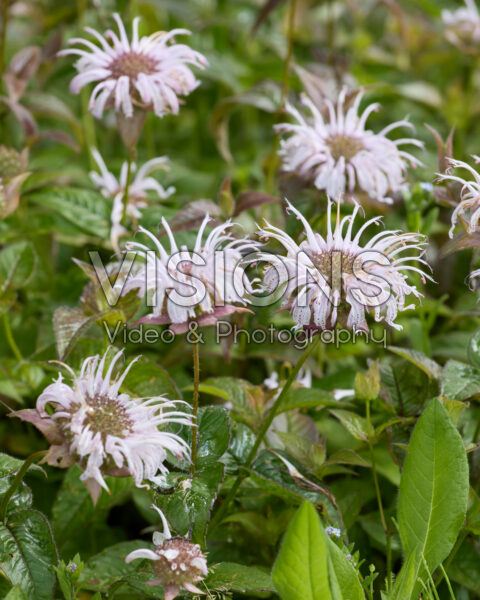 Monarda bradburiana Monarda bradburiana