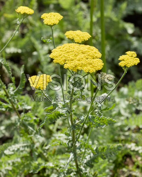 Achillea Moonshine Achillea Moonshine