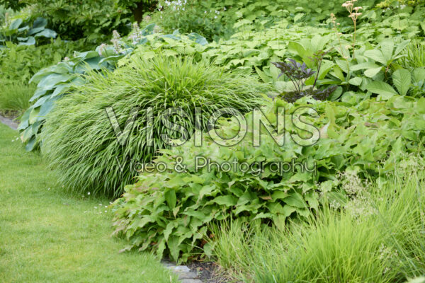 Vaste planten border Vaste planten border
