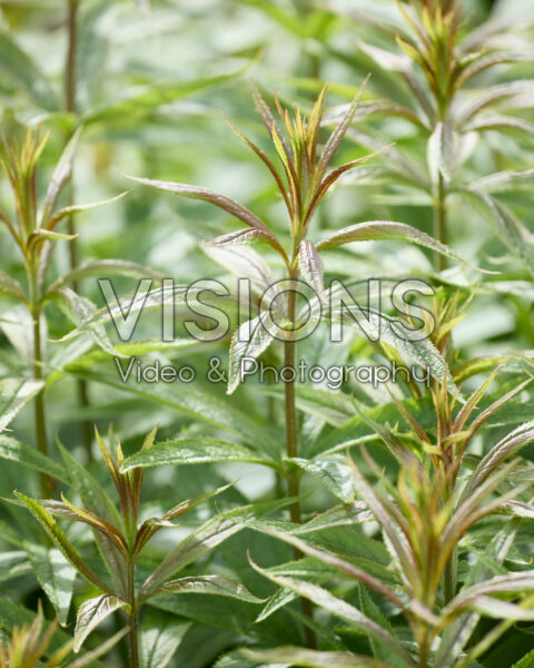 Veronicastrum virginicum Veronicastrum virginicum