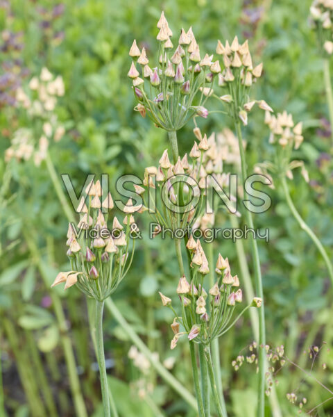 Nectaroscordum Nectaroscordum