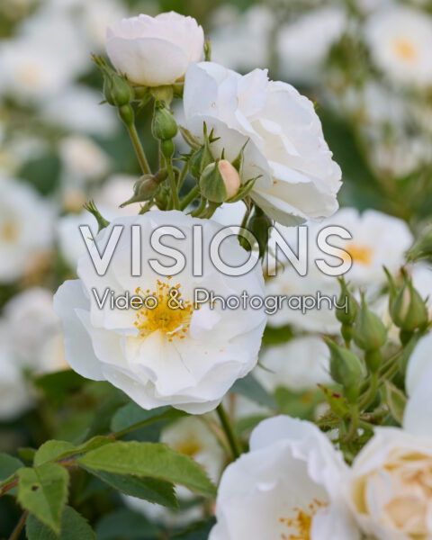 Rosa Iceberg Rosa Iceberg