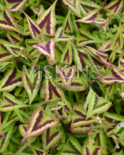 Persicaria microcephala Purple Fantasy